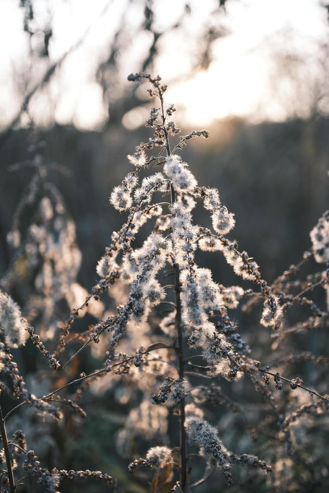 A withered Canadian goldenrod swaying in the wind photo