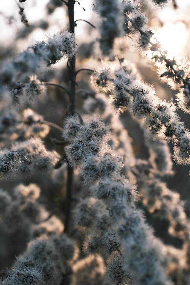 A withered Canadian goldenrod swaying in the wind photo