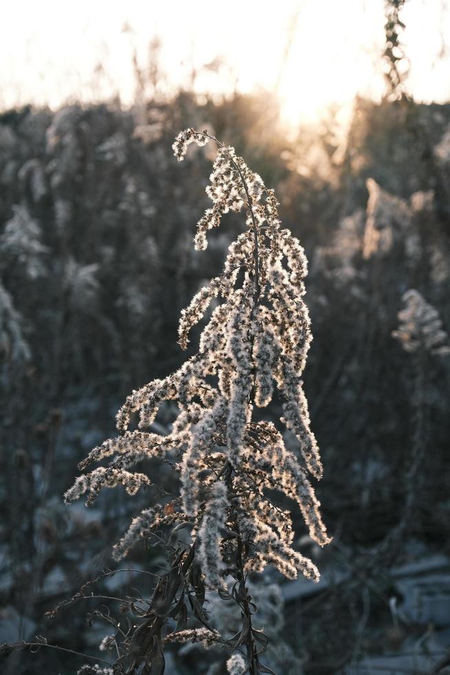 A withered Canadian goldenrod swaying in the wind photo