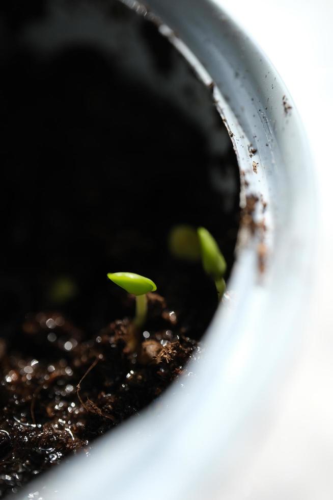 marco of a sprouting mimosa photo