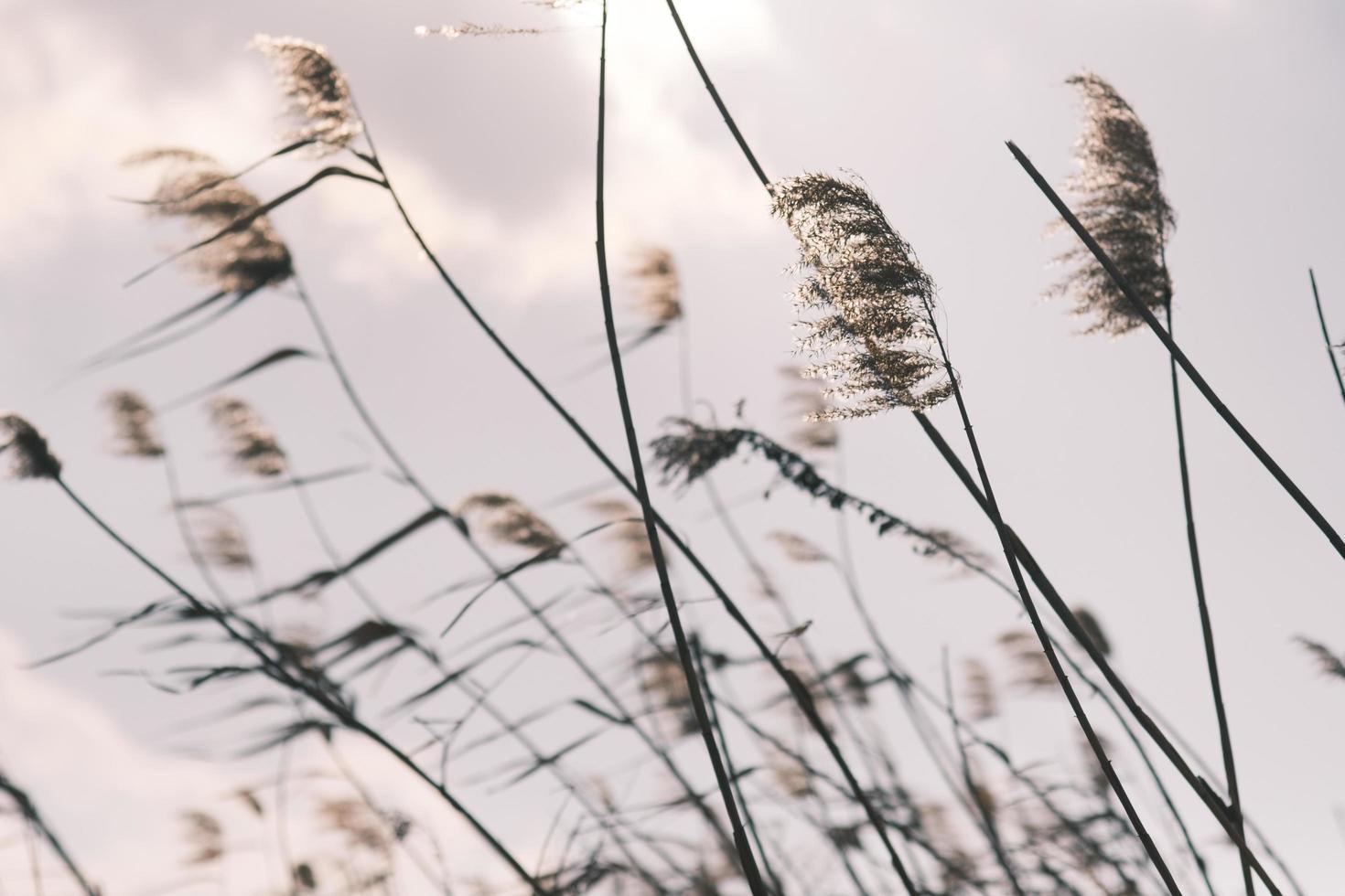 Golden reed grass and sky photo