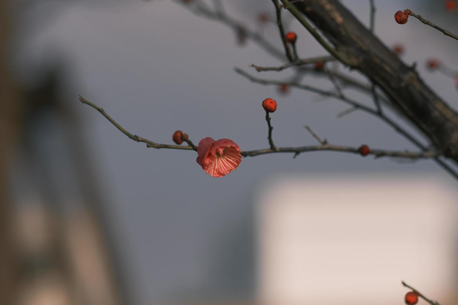 Red plum blossoms in bloom photo