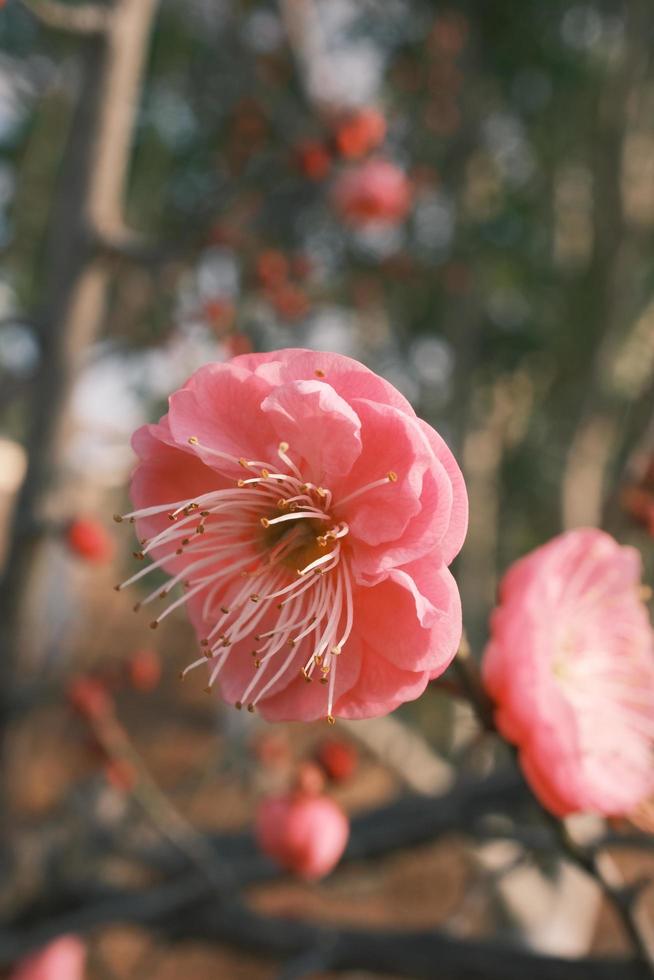 Red plum blossoms in bloom photo