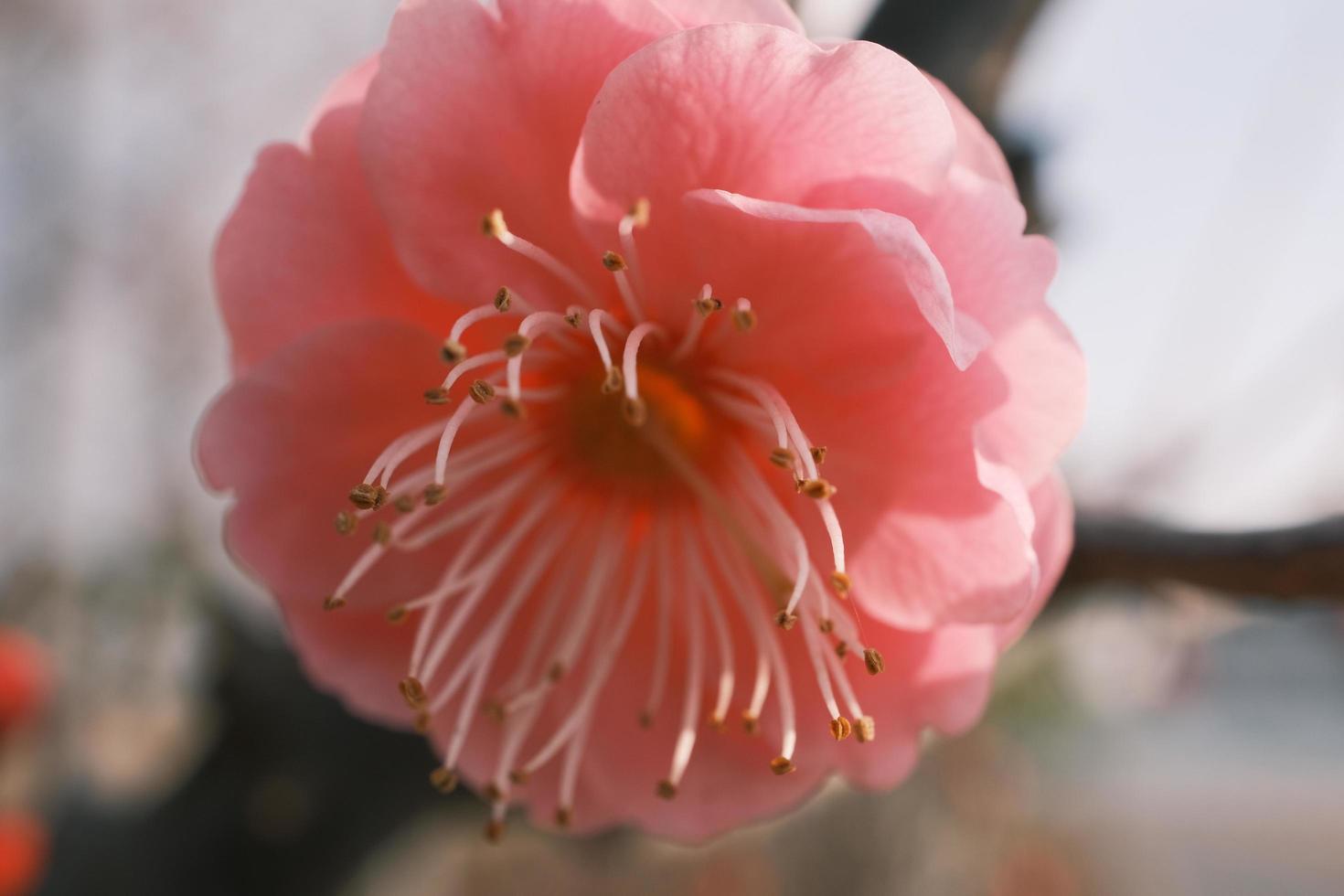 Red plum blossoms in bloom photo