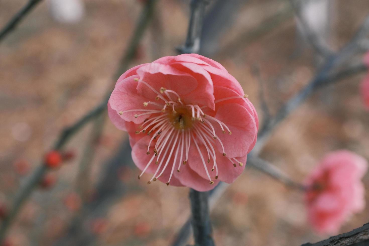 Red plum blossoms in bloom photo
