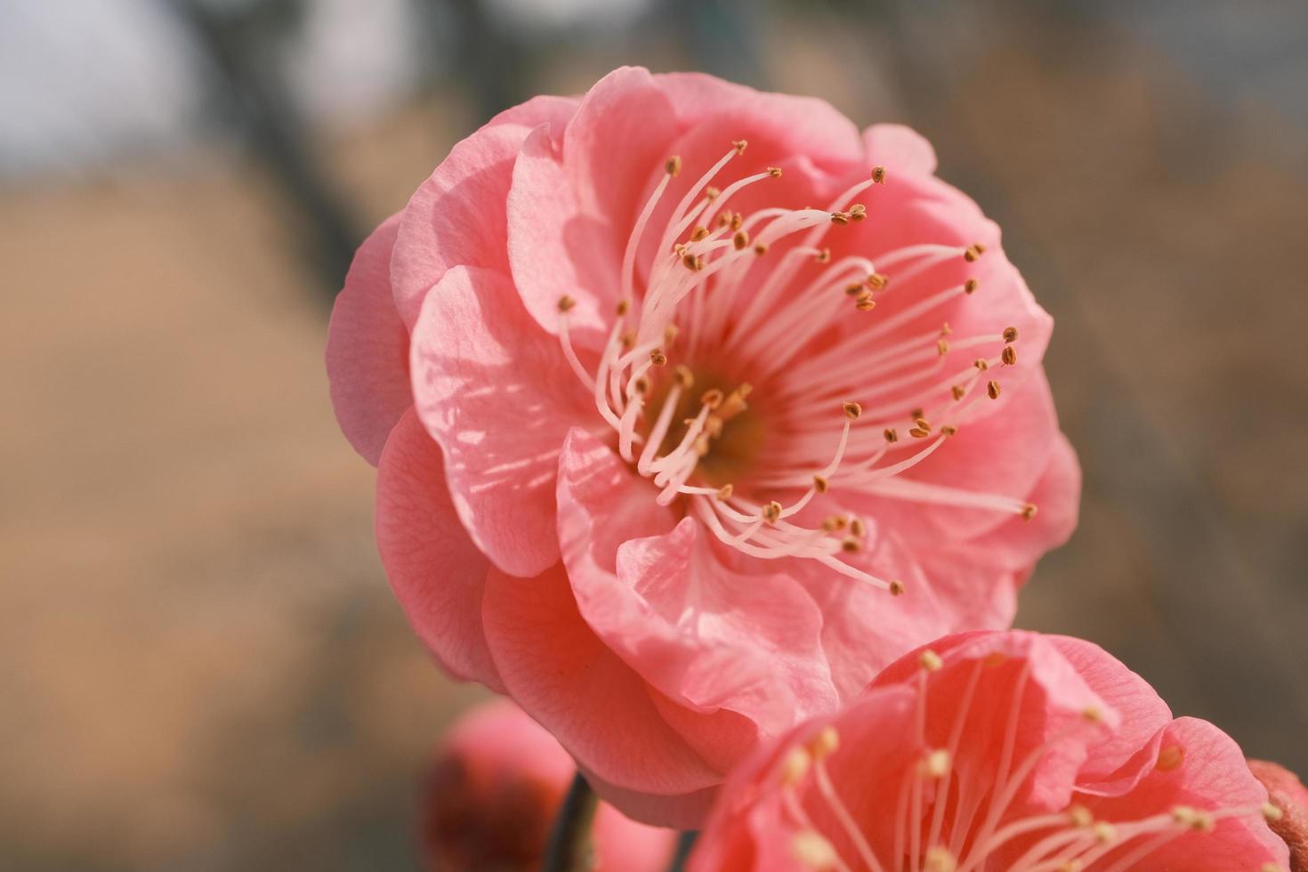 Red plum blossoms in bloom photo