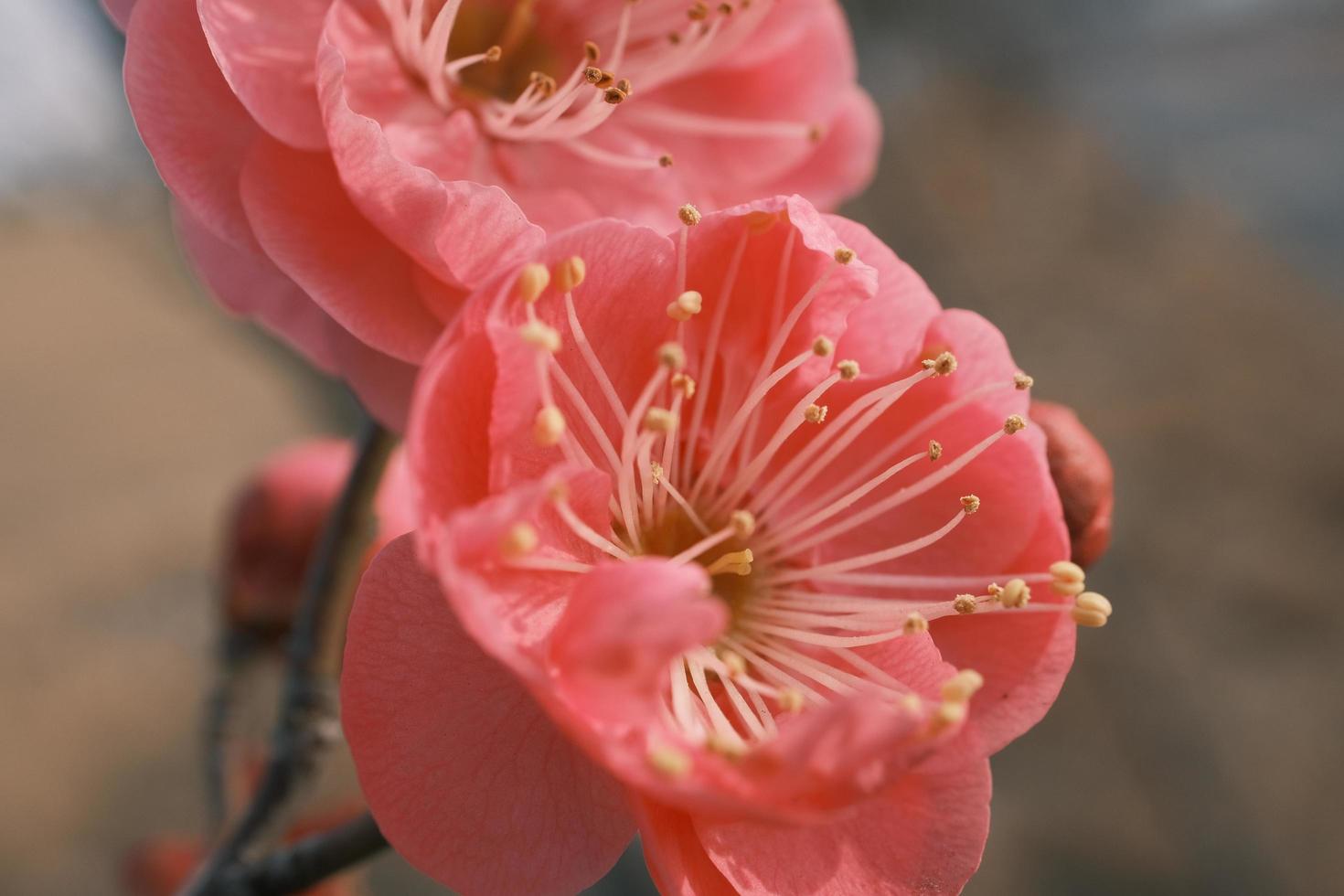 Red plum blossoms in bloom photo
