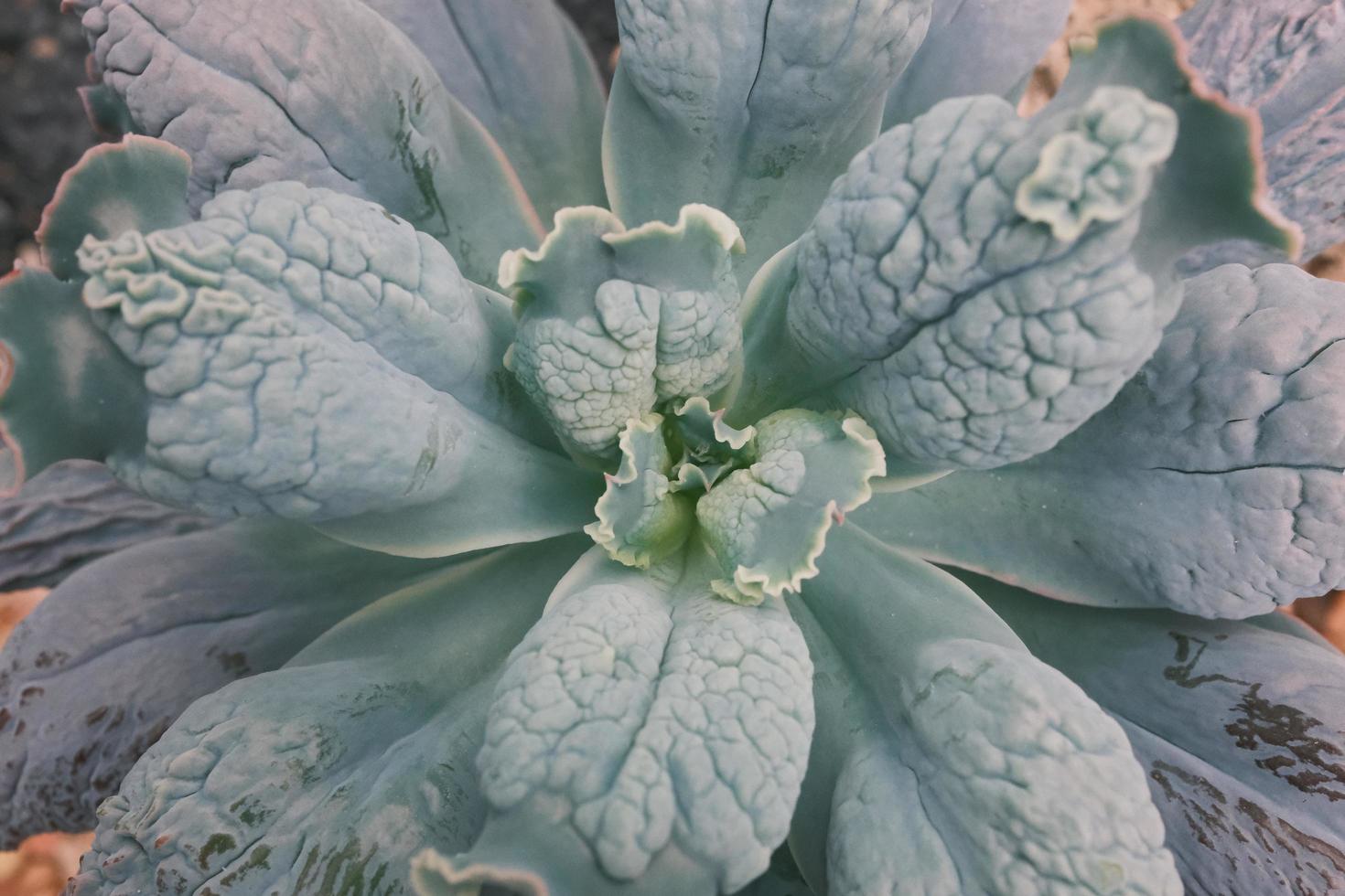 Echeveria Shaviana Curly Variegated Rare Import photo