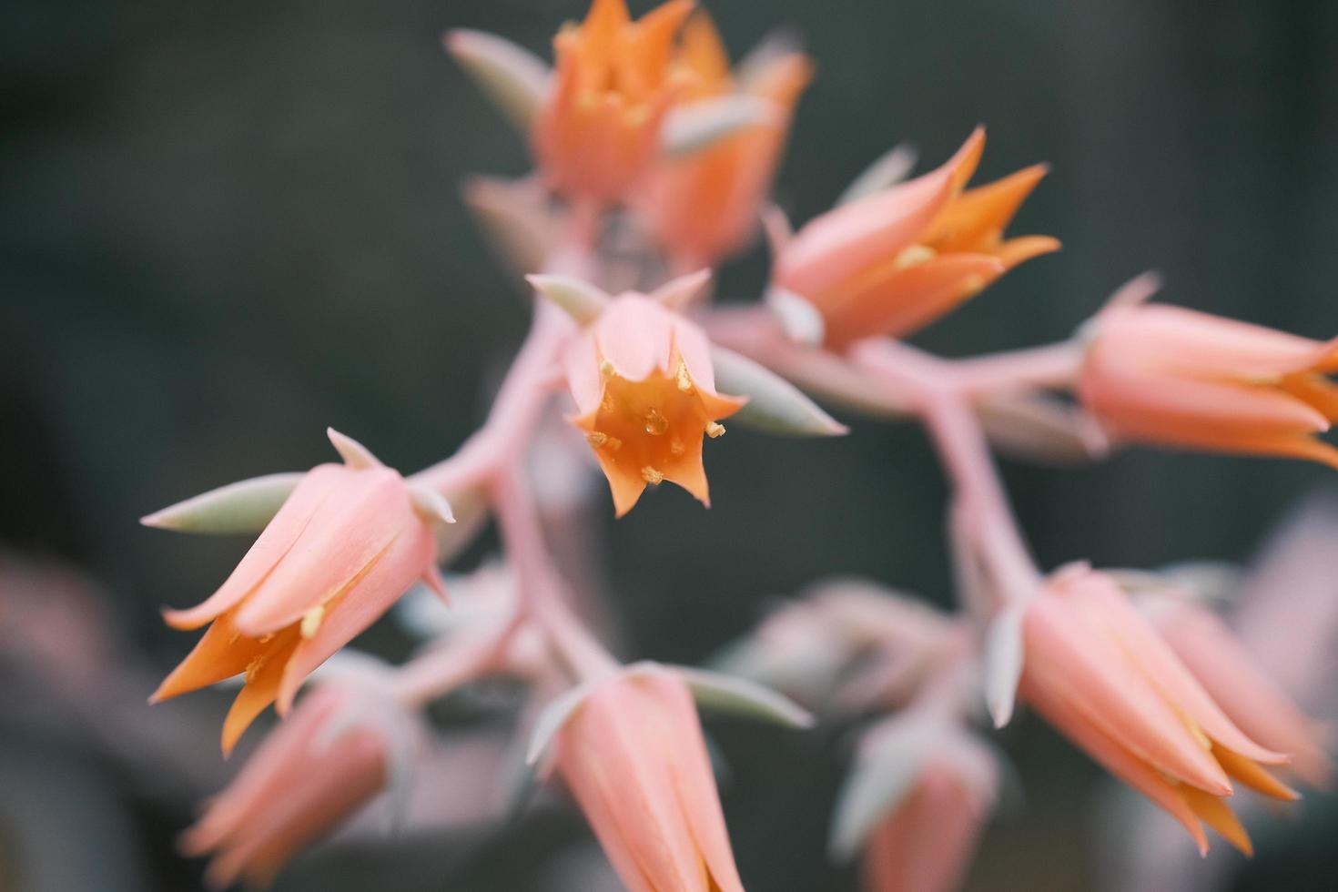 Kalanchoe gastonis-bonnieri Donkey Ears or Palm Beachbells - floral macro photo