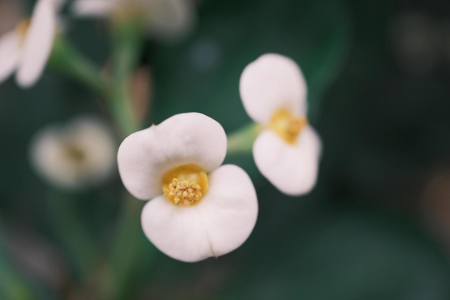 White Begonia in the garden photo