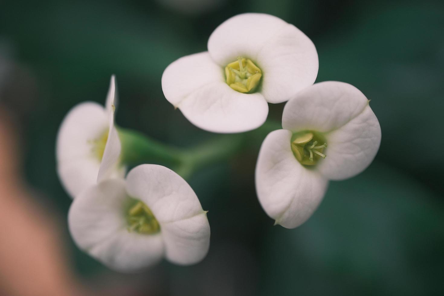 White Begonia in the garden photo