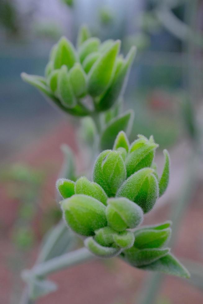 crassula mesembryanthemoides hispida en el jardín foto