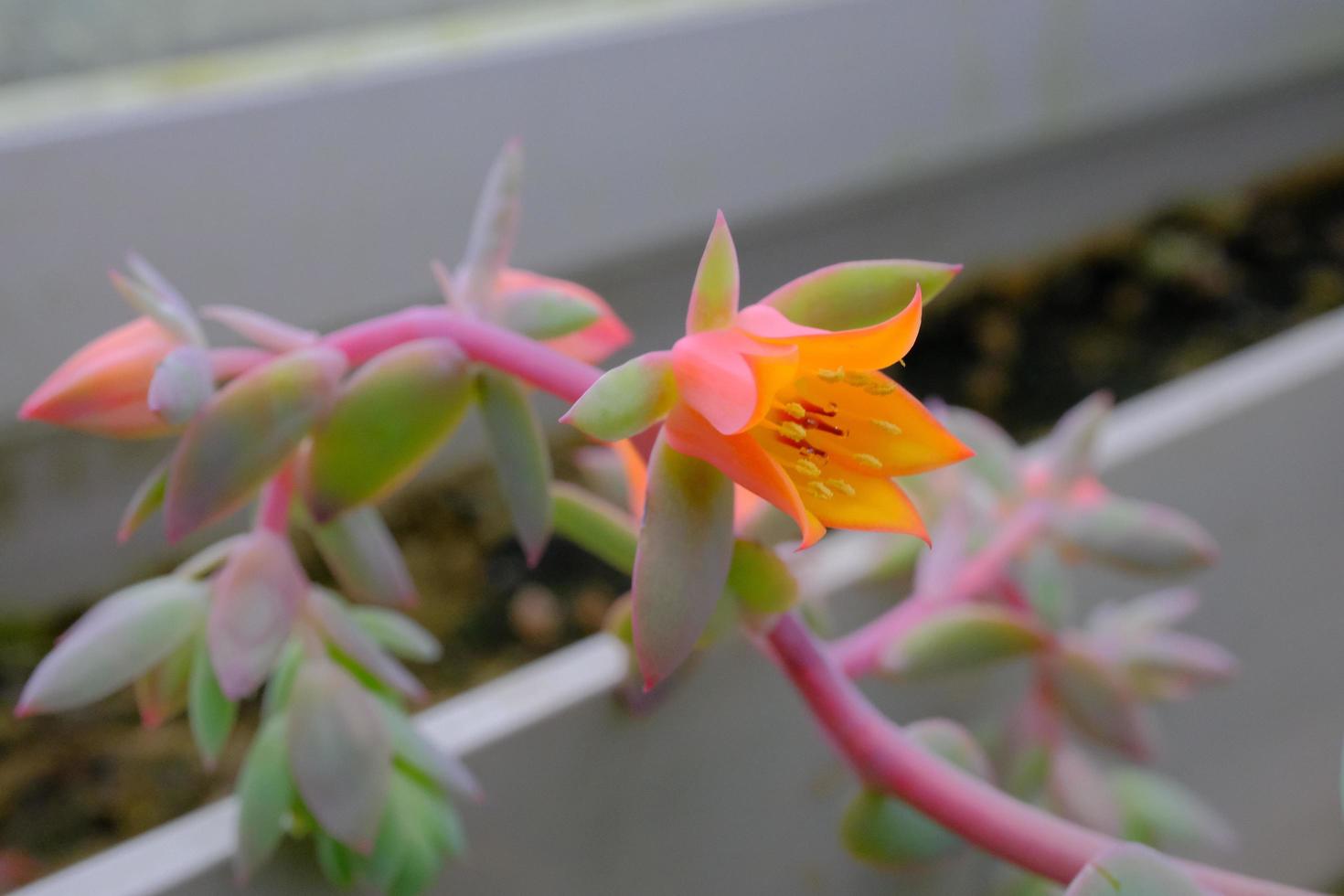 Kalanchoe gastonis-bonnieri Donkey Ears or Palm Beachbells - floral macro photo