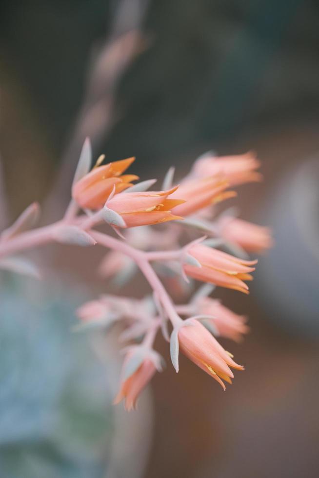 Kalanchoe gastonis-bonnieri Donkey Ears or Palm Beachbells - floral macro photo