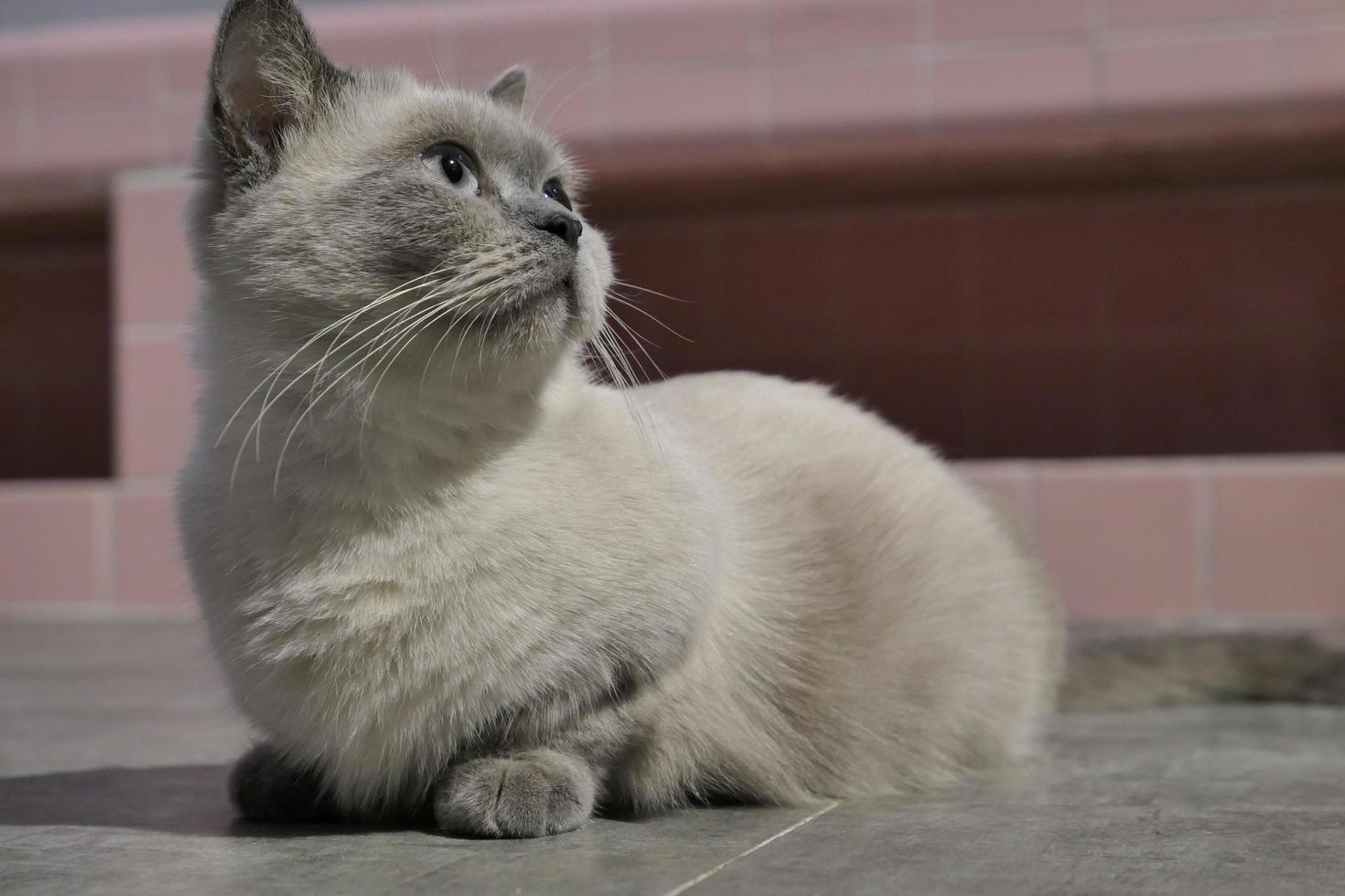 Elegant white amber siamese cat lying down photo