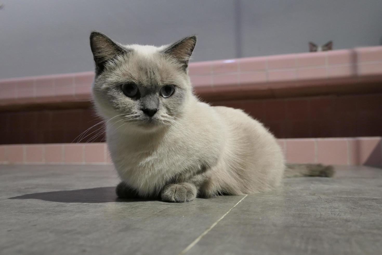 An amber Siamese cat lying on its stomach photo