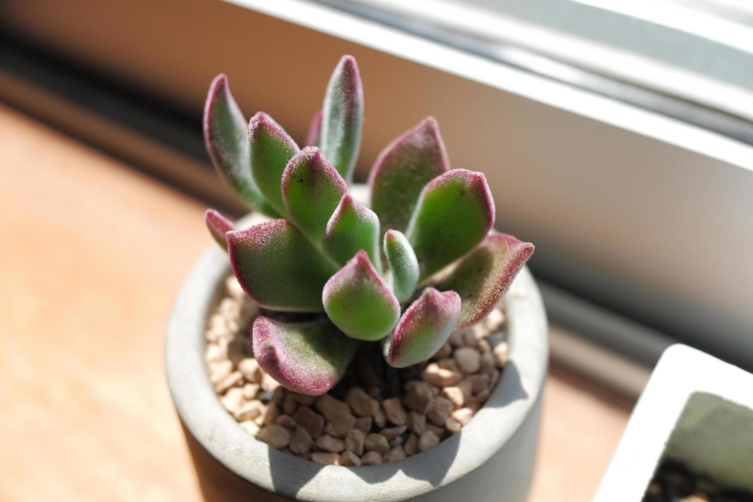 Succulent poppy in the sun photo