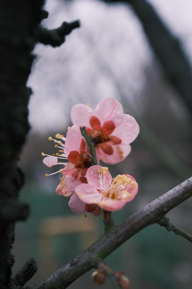 Pink plum blossoms in bloom photo