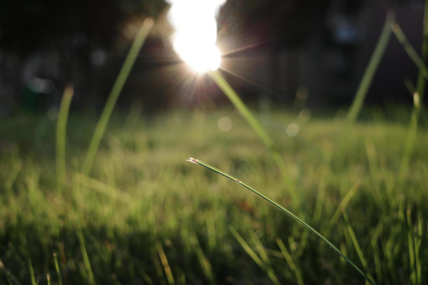 Dog tail grass in the sunset photo