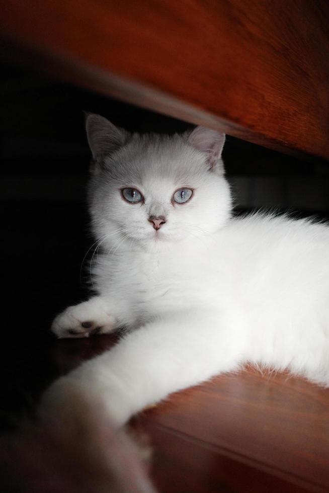 Portrait of white silver point cat lying on floor photo