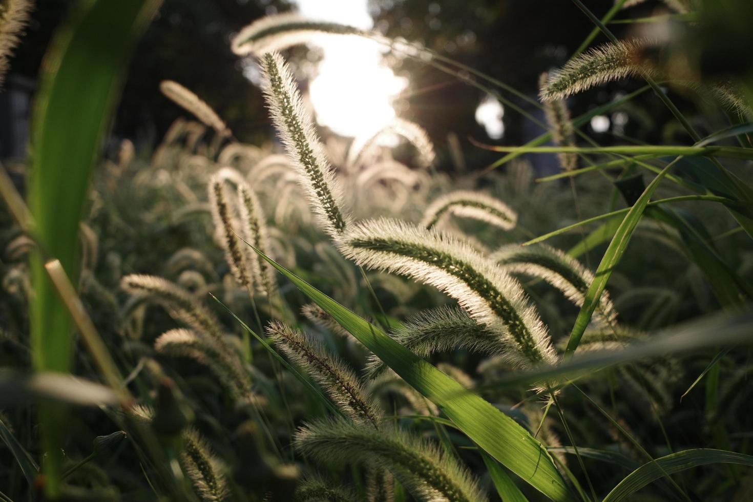 Dog tail grass in the sunset photo