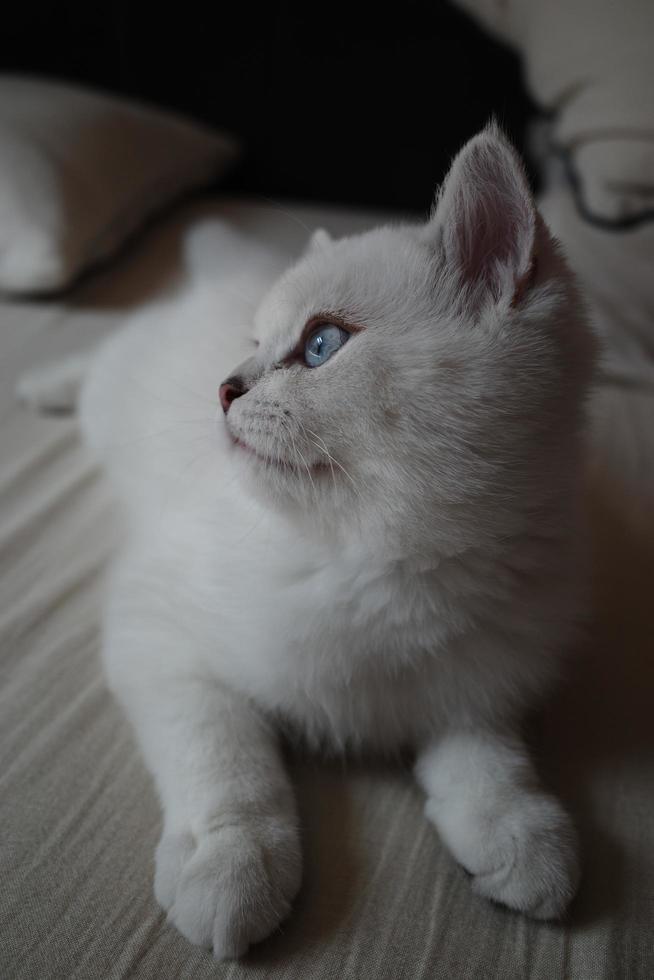 Portrait of white silver point cat lying on floor photo
