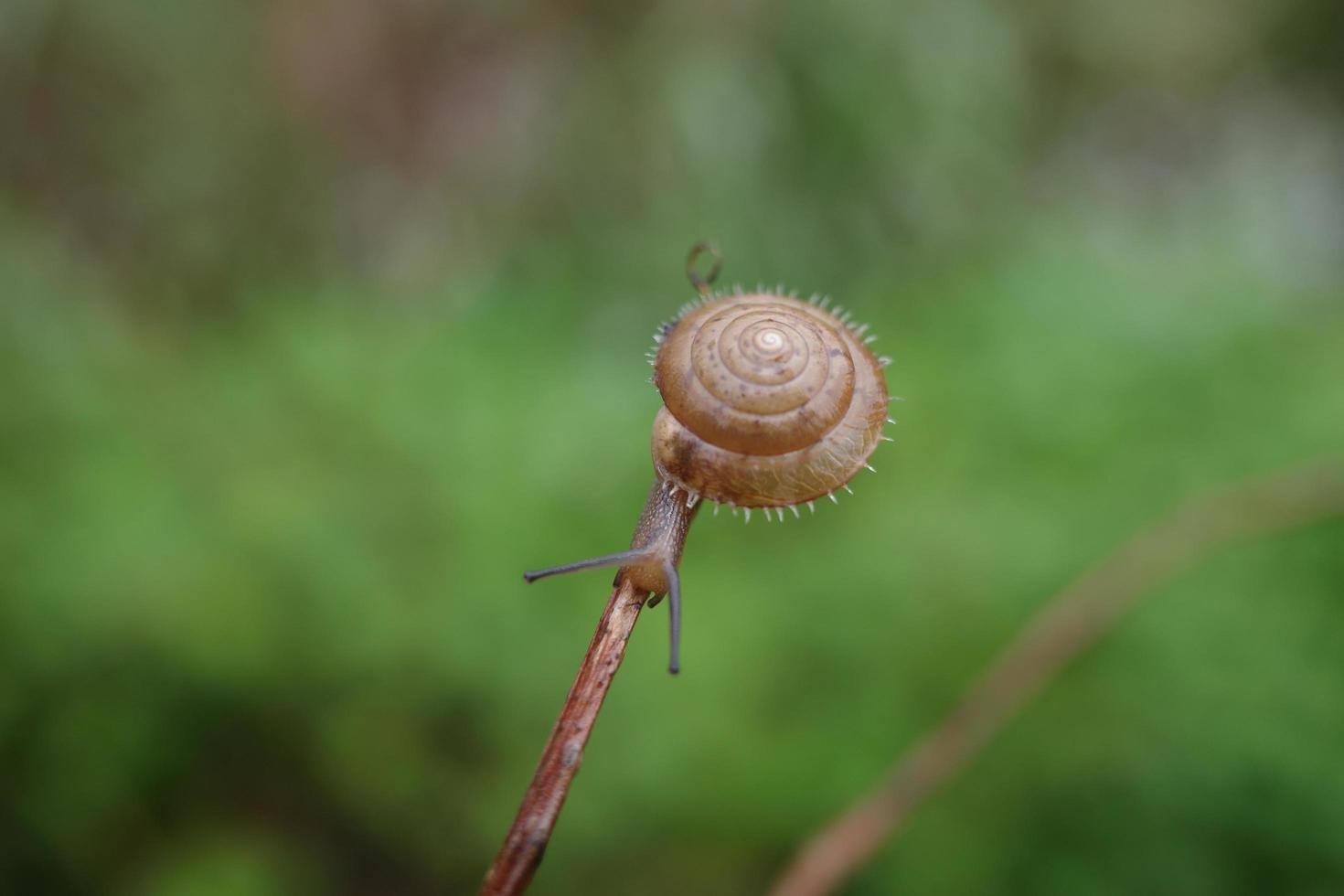 Furry snail crawling on a branch photo