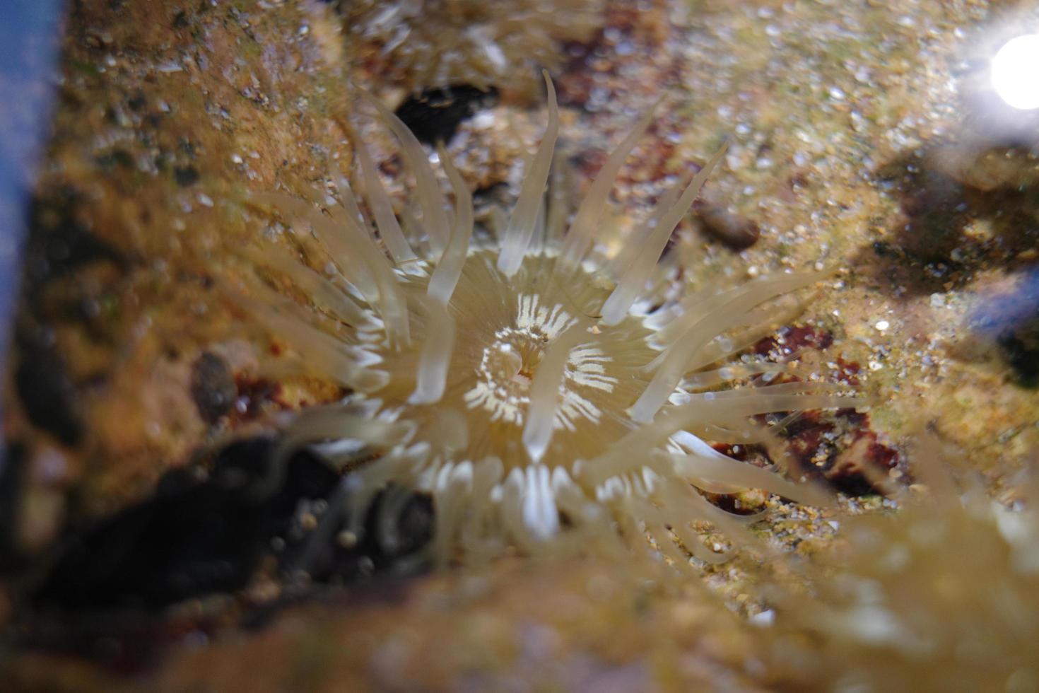 sea anemone growing in water photo