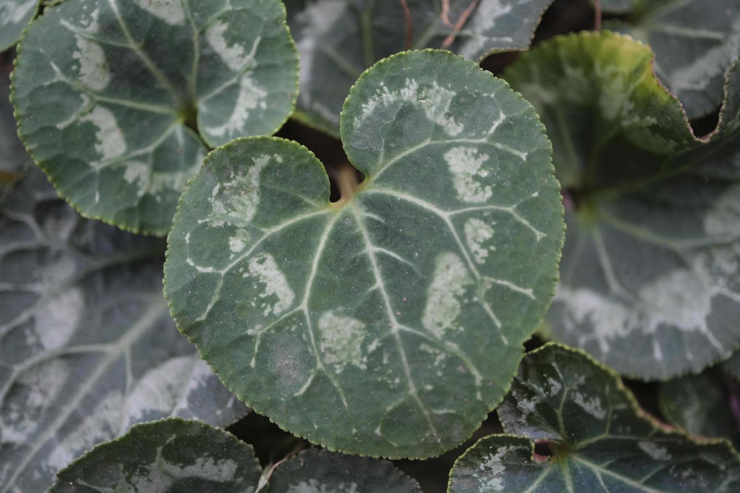 Cyclamen leaves in a botanical garden photo