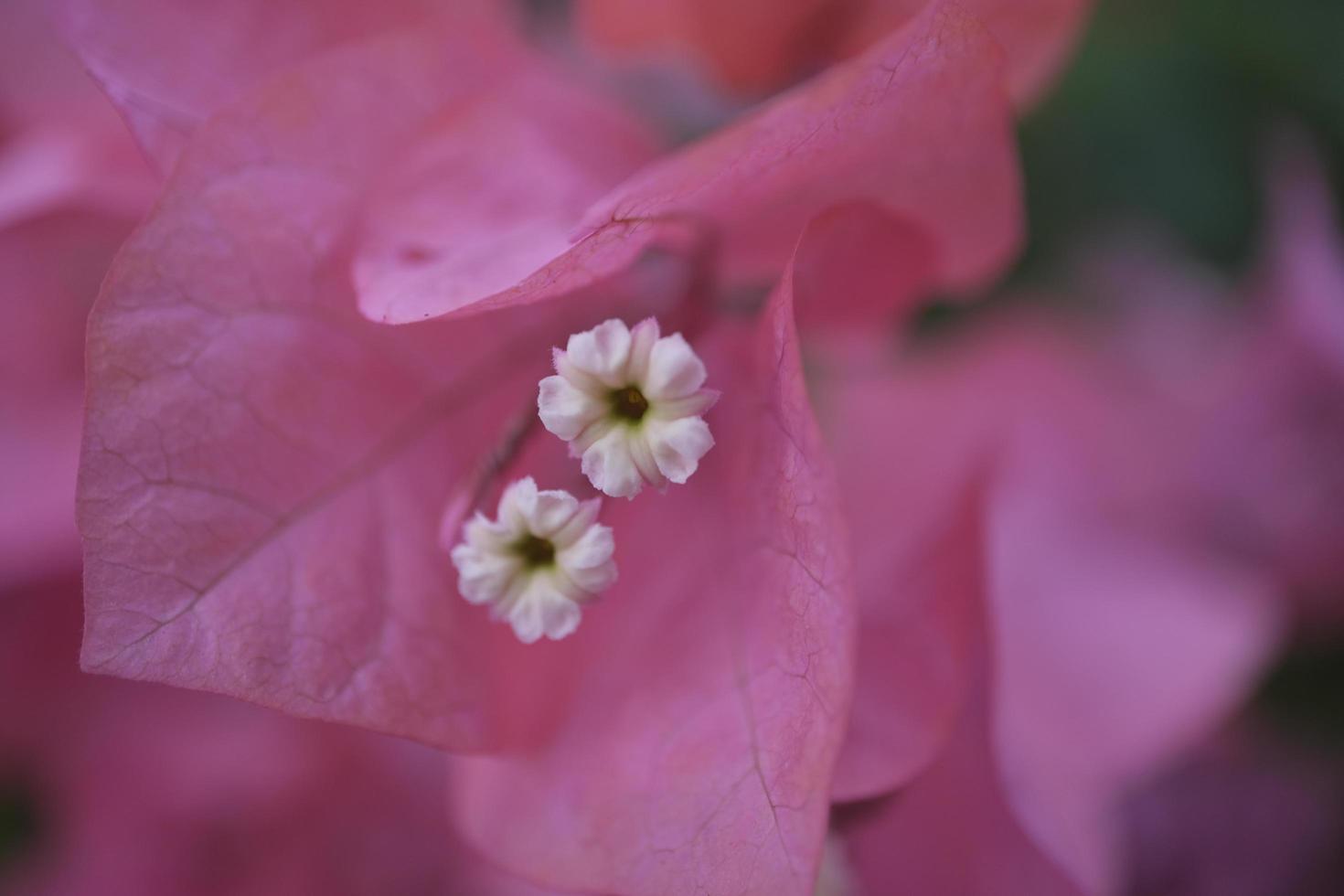 Bougainvillea in the greenhouse in botanical garden photo