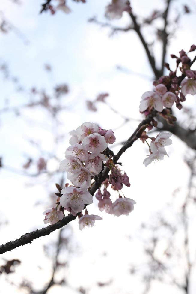 Early cherry blossoms bloom in the park in spring photo