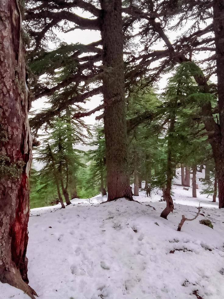 Discover the majestic beauty of cedar trees amidst a winter wonderland snowscape a journey through the heart of nature magical and tranquil charm photo