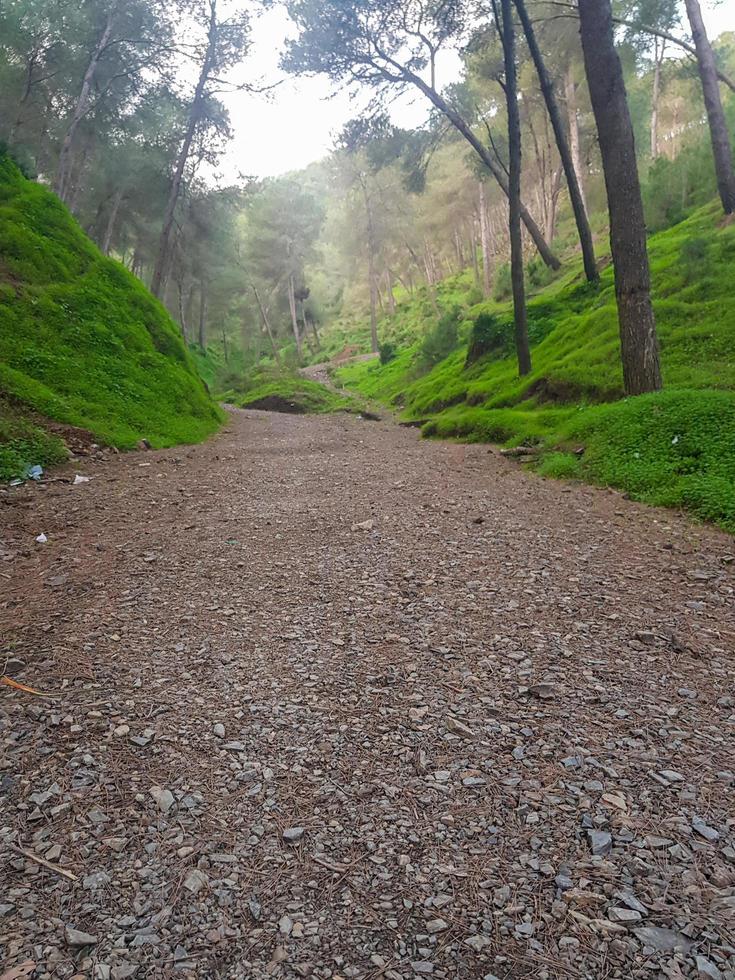 Immerse yourself in the natural beauty of mountain footpath and pine trees photo