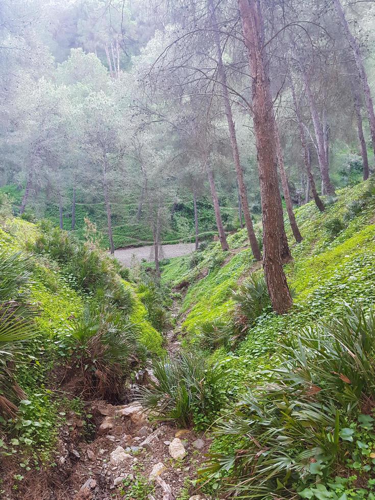 explorador el escénico montaña pino arboles y salvaje palmas paisaje foto