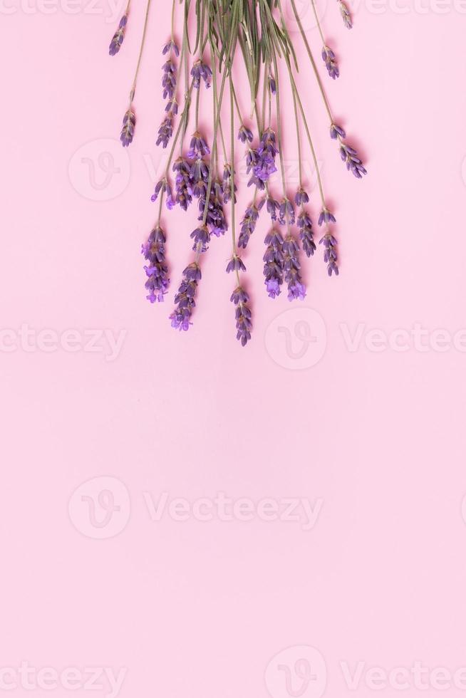 Lavender flowers on pink background top view. Copy space. Vertical photo