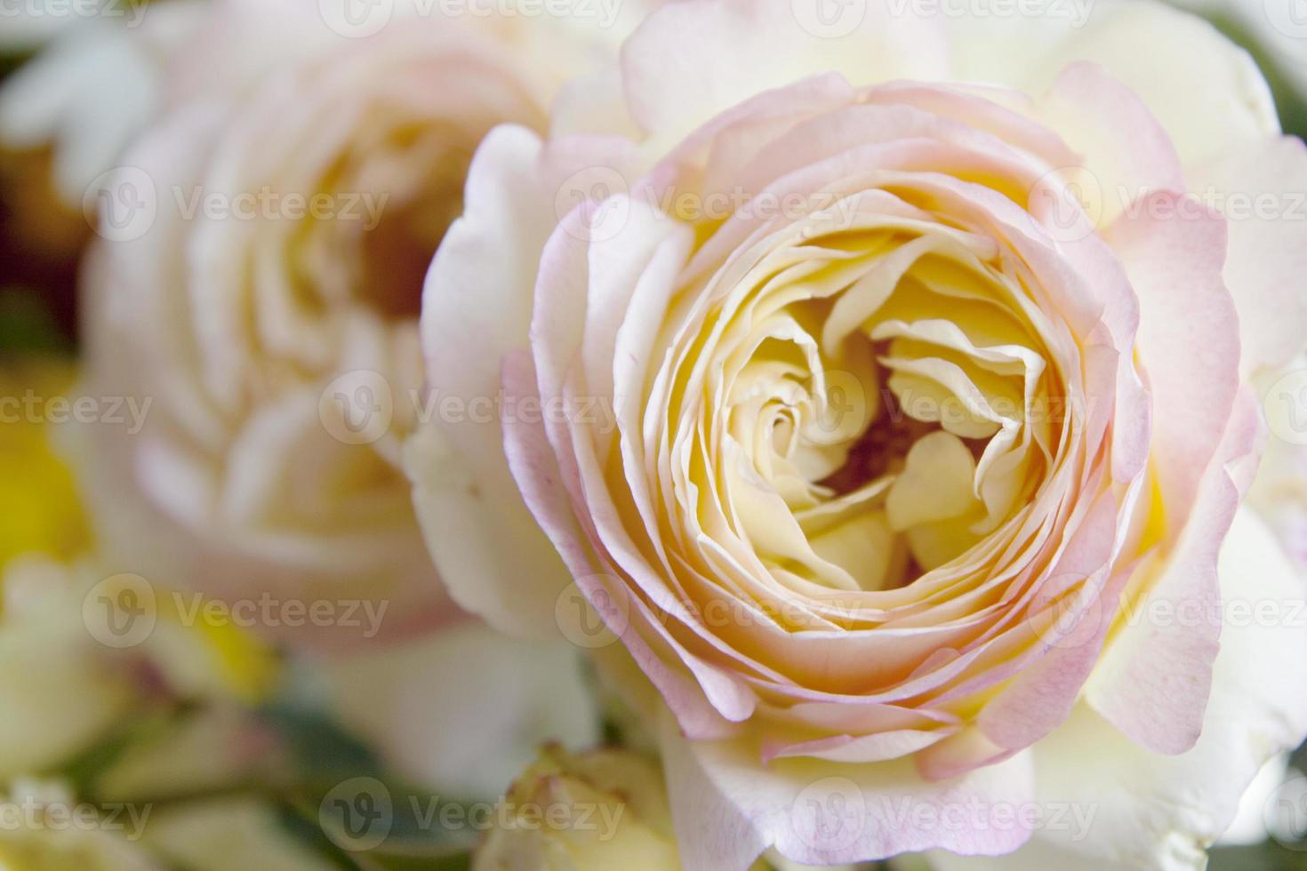 beautiful soft pink garden rose of the impulse variety photo