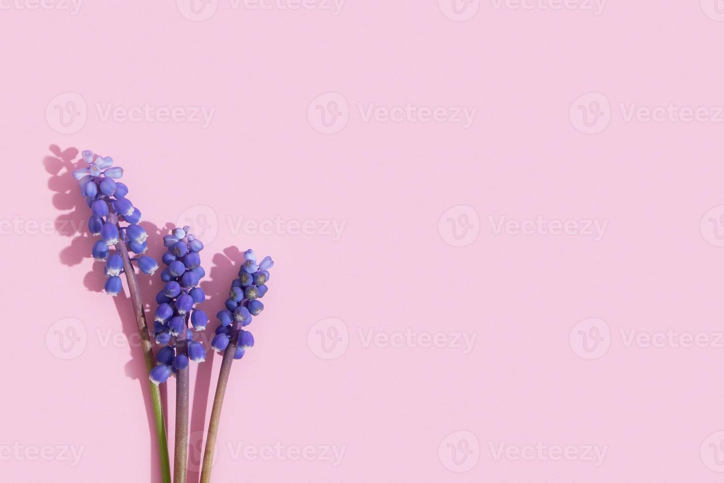 Muscari blue garden flowers on pink background with copy space. Summer or spring flat lay minimalistic floral composition photo