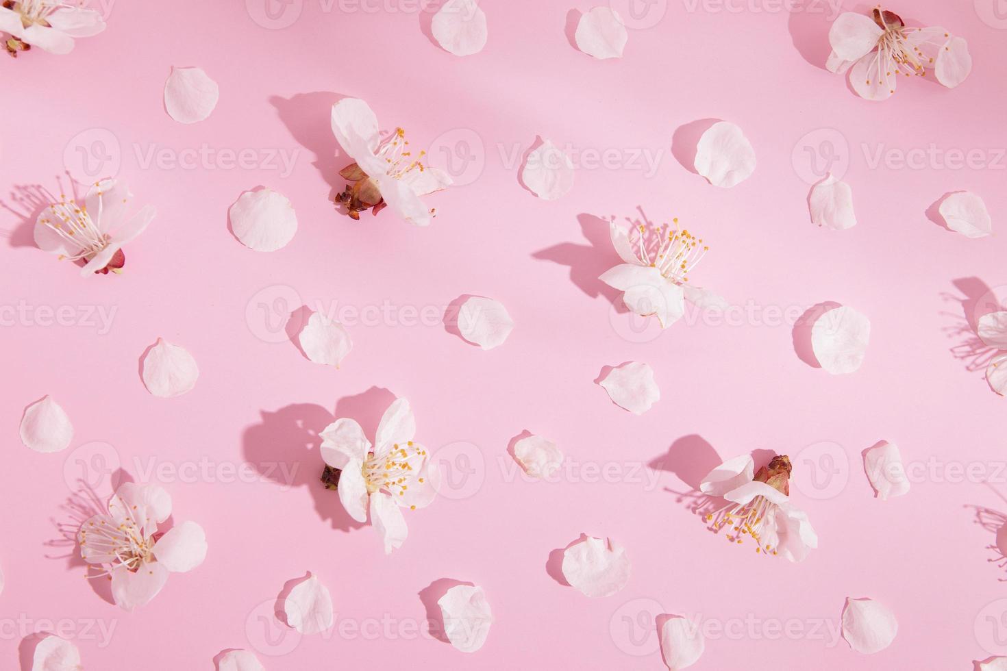 Top view white flowers and petals on pink background with hard shadows. Spring blossom pattern photo