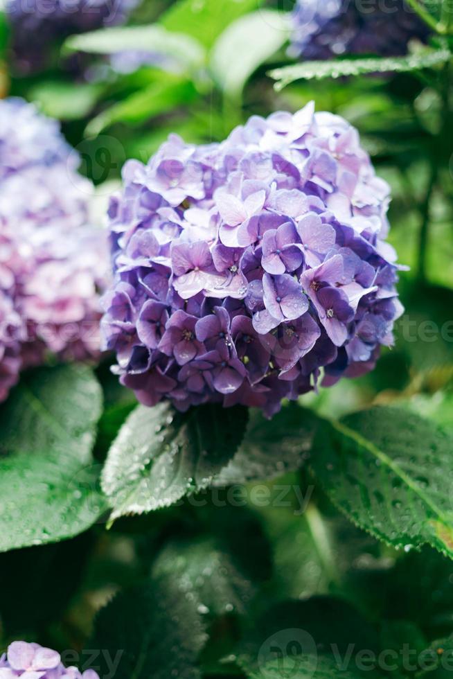 Purple Hydrangea macrophylla, a species of flowering plant in the family Hydrangeaceae, with raindrops on it photo