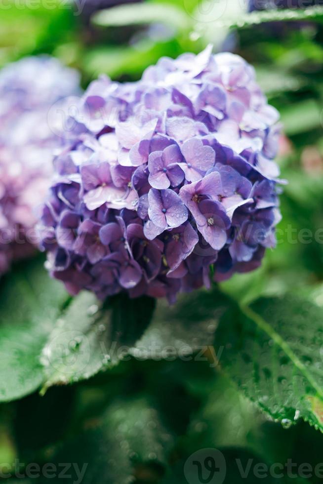 púrpura hortensia macrófila, un especies de floración planta en el familia hortensias, con gotas de lluvia en eso foto