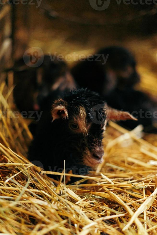 recién nacido marrón bebé cabra, cabra niño, con hermanos y madre cabra 10 minutos después siendo nacido foto