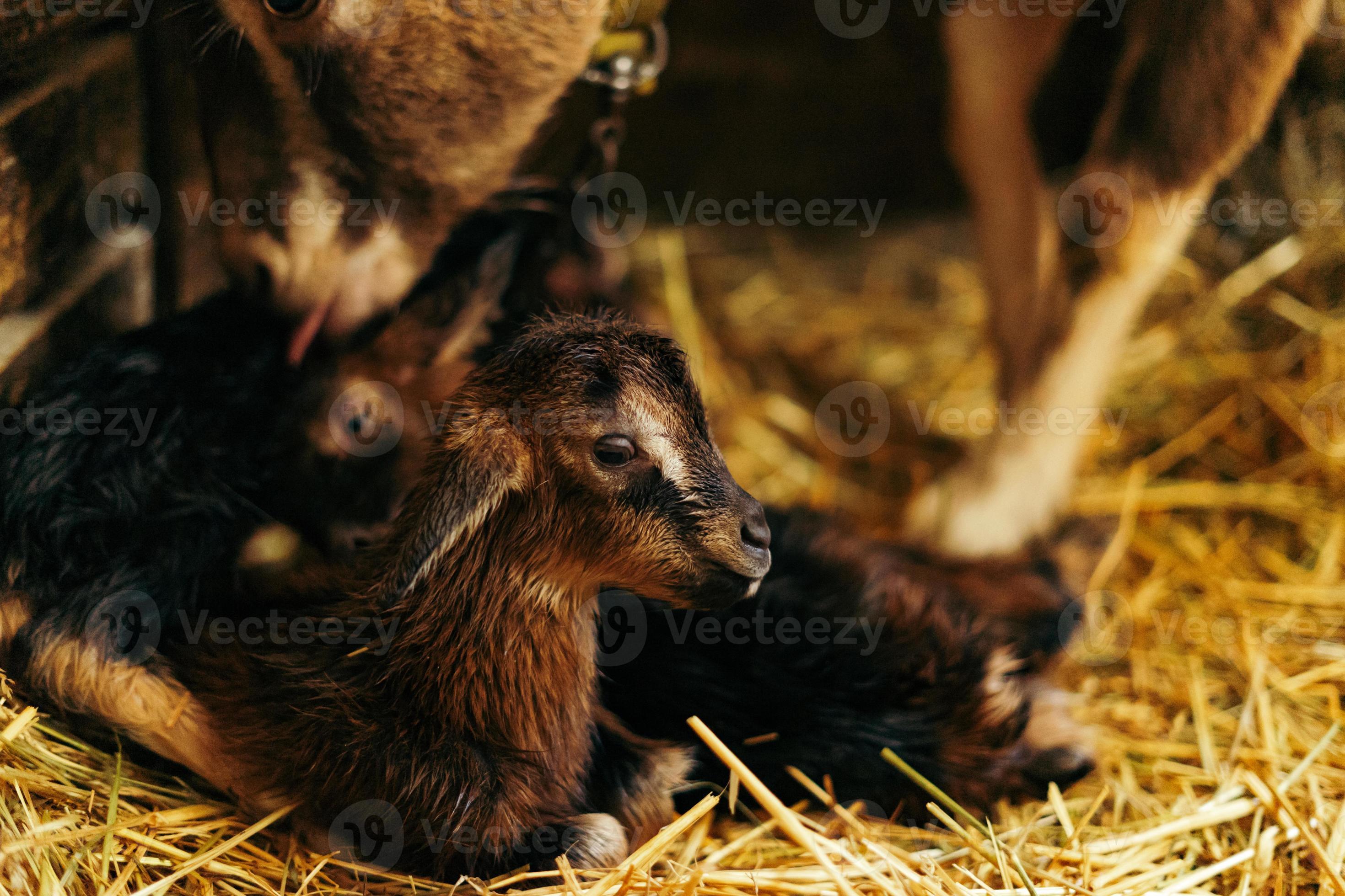 Creative & Cuddly Names For Your Female Goat Kid - e8r289k