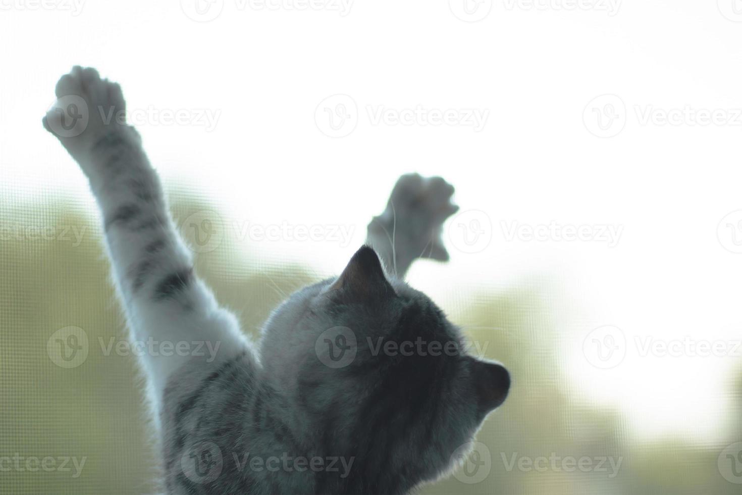 gray kitten clawed at the window netting photo