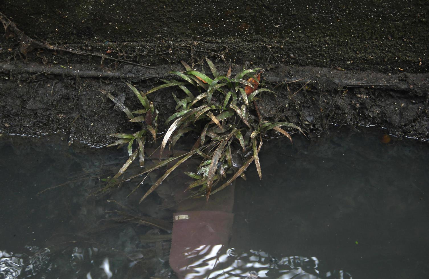 salvaje césped planta en sucio fuera de pared y oscuro río agua alcantarillado. insalubre verdor foto. foto