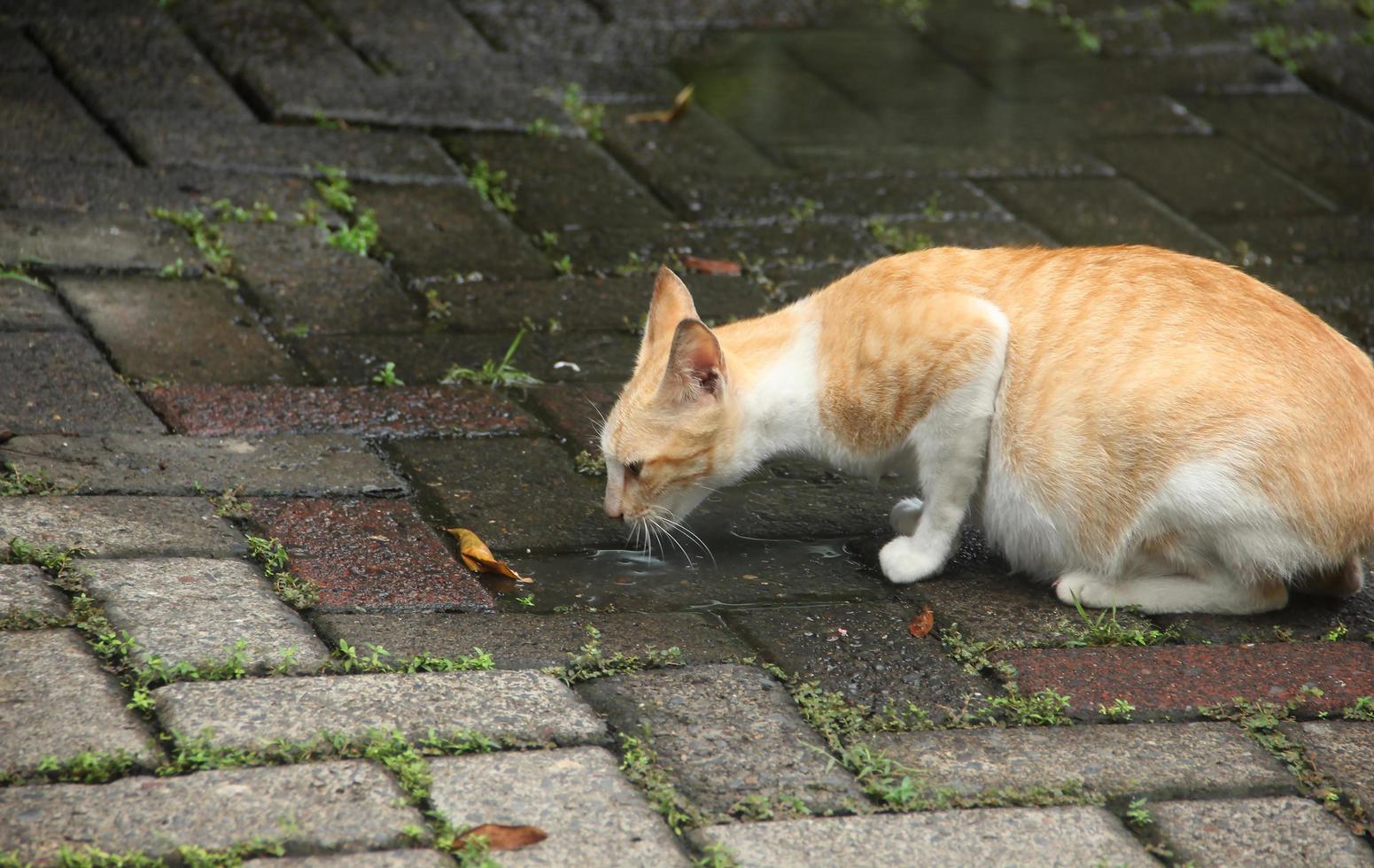 One single orange and white colored stray wild cat drinking rain water puddle outside on the streets isolated on gray brick floor photo from side view.