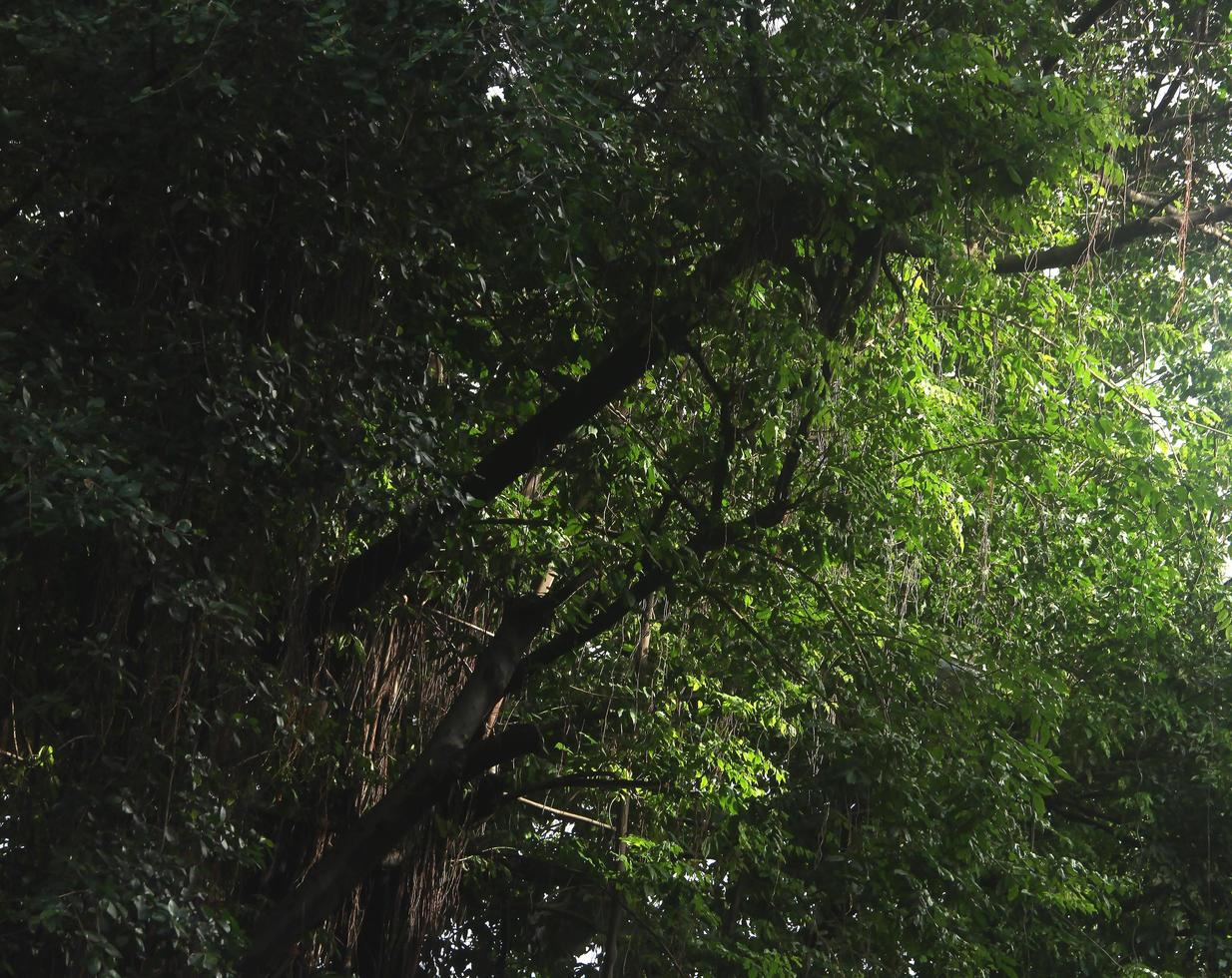 Dark natural forest tree with woods. Botanical themed textured background isolated. photo