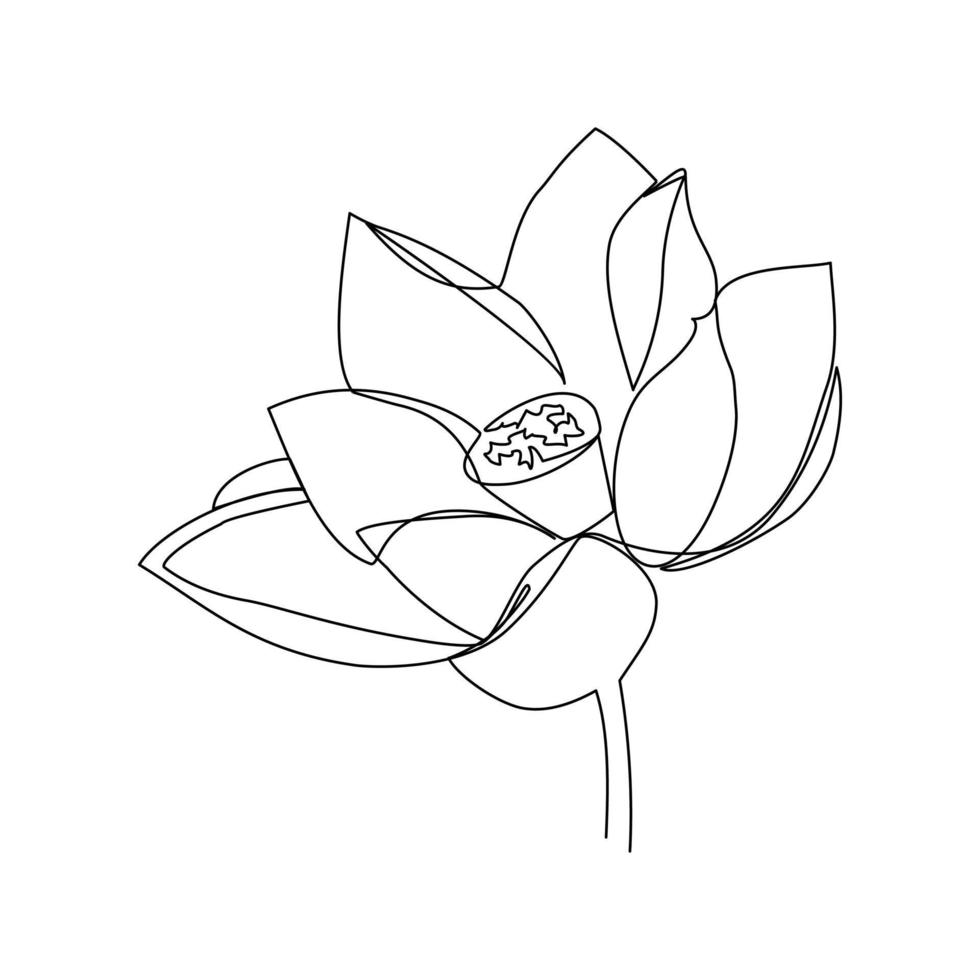 Lotus vector illustration drawn in line art style