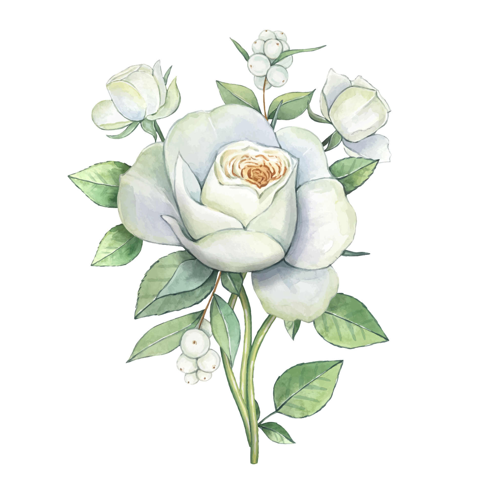 Watercolor white rose,vector floral illustration isolated 21039614