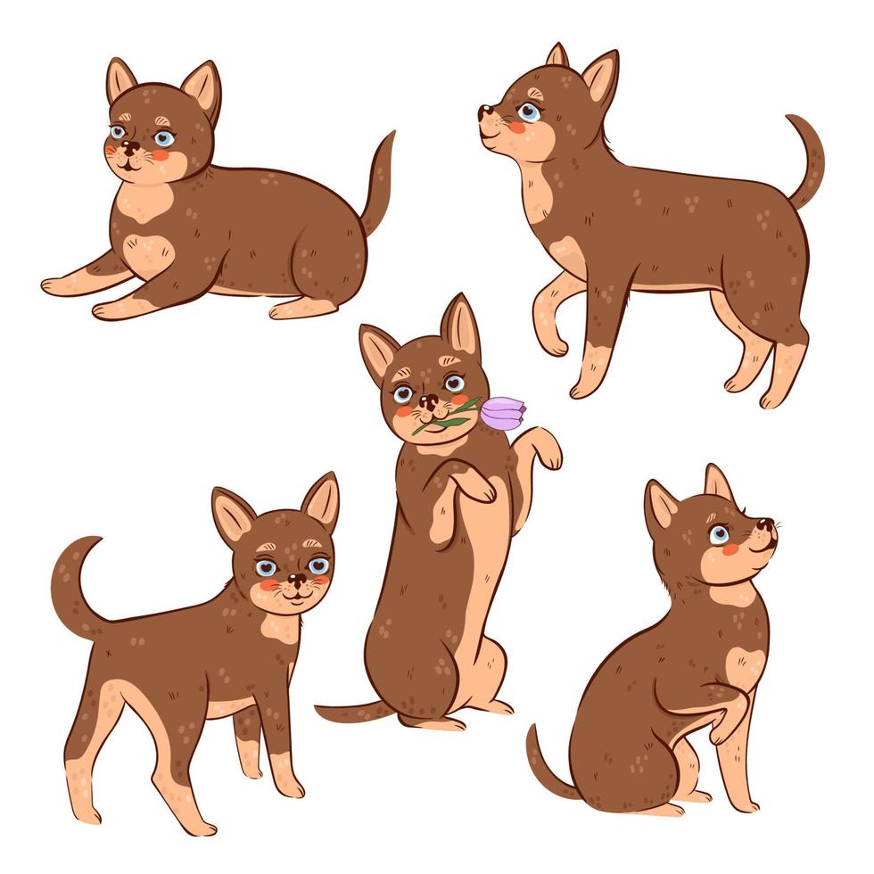 Set of cute chihuahua dogs isolated on white background. Vector graphics.