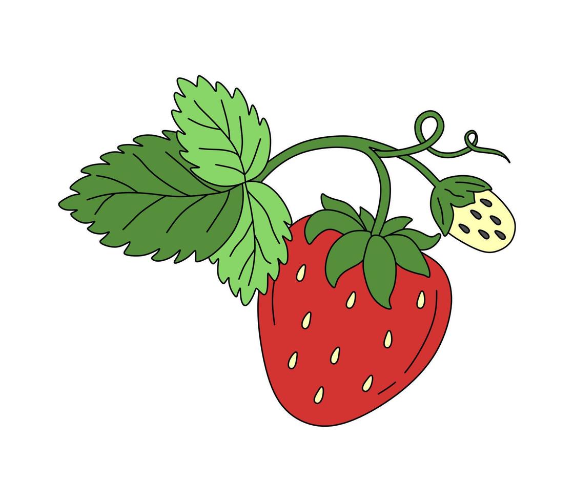 Strawberry doodle Vector color illustration isolated on white background